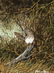 Alberto Meza, "Road Runner with Lizard",1974,