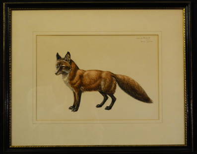 Watercolor painting of a fox by Conrad Roland: Inscribed "Red Fox from Life". Watercolor. 9.75" x 13.75"