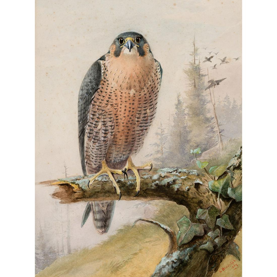 Sir Michael Anthony Shrapnel Biddulph - Hawk Poised on (1 of 1)