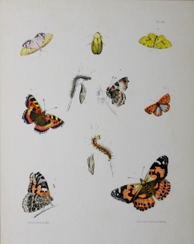 Four 19th C. hand coloured lithographs: Four 19th C. hand coloured lithographs Artist Ebenezer Emmons (1799-1863) engraved by Richard H. Pease (American, 1813-91) pp 35, 42, 43 & 46