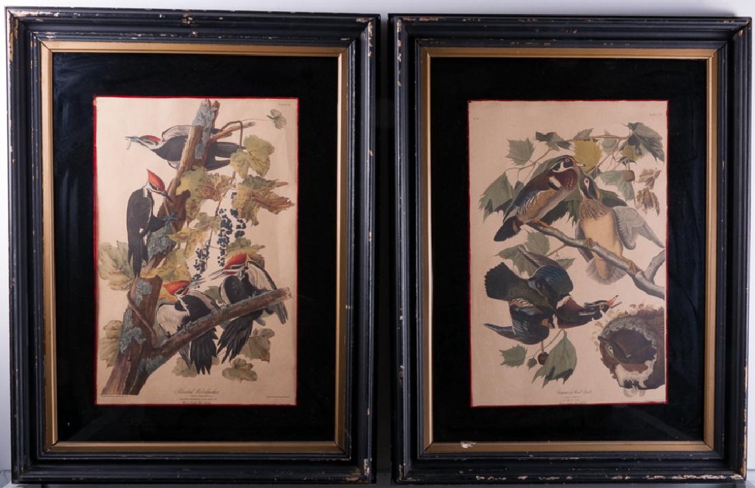 Audubon Ornithological Prints Pair: John Audubon (American, 1785-1851) ornithological prints pair. The first being "Summer or Wood Duck" marked to the top left "No. 42", marked to the top right " PLAT CCVI", marked to the lower right "E