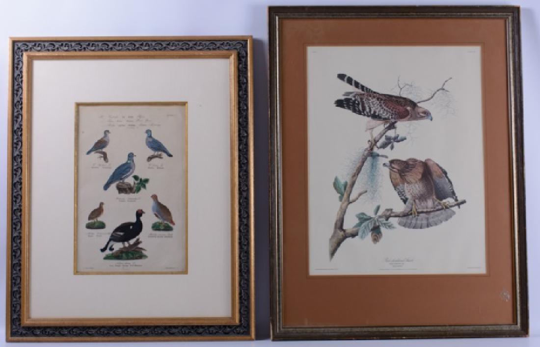 Ornithological Prints (1 of 4)