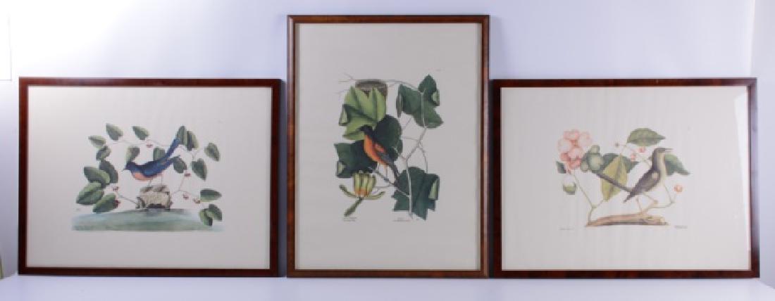 Ornithological Prints (1 of 6)