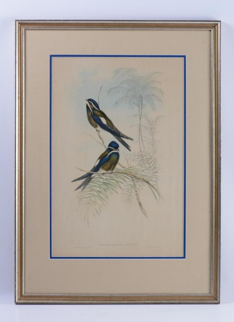 Gould and Richter Ornithological Print (1 of 5)
