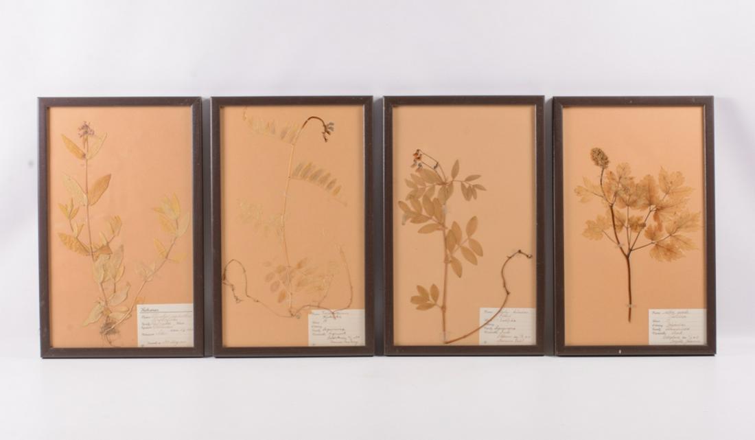 Pressed Botanical Samples (1 of 7)