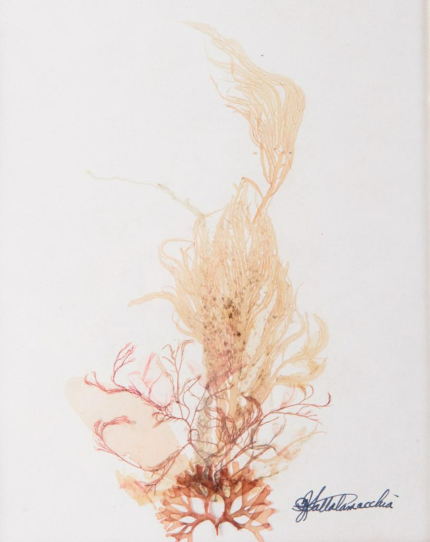 F. J. Saltalamacchia Seaweed Collage: Collected, processed and mounted in original colors. Framed under glass. Signed lower right. Sight image 8 1/2" high, 6 3/4" wide.All sales are subject to Bremo Auctions Terms & Conditions. Please rev
