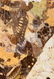 Butterfly Wings Artwork - 4