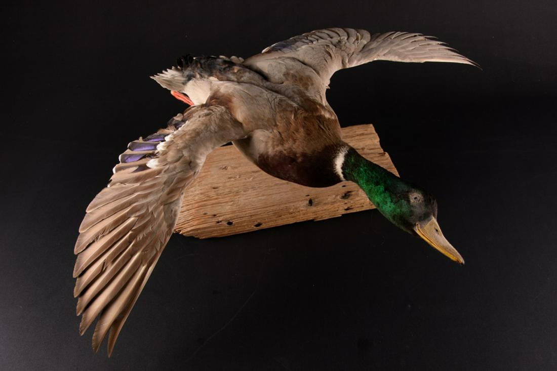 A Taxidermy Mallard Duck (1 of 5)