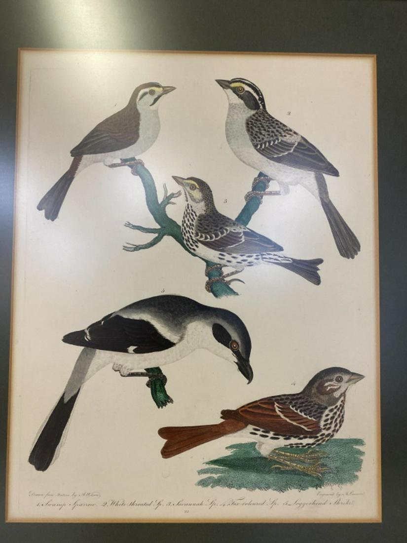 Alexander Wilson Hand Colored Print (1 of 4)