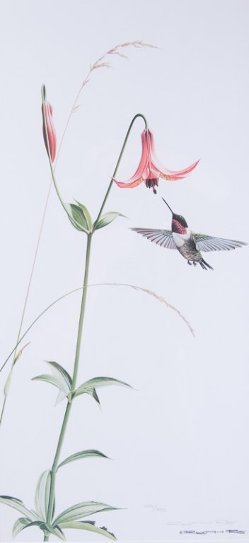 Ruth Ray "Ruby-Throated Hummingbird/Canada Lily" (1 of 6)