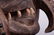 Ivory Coast Guere-Wobe Mask - 9