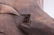 Liberian Poro Society Mask - 4