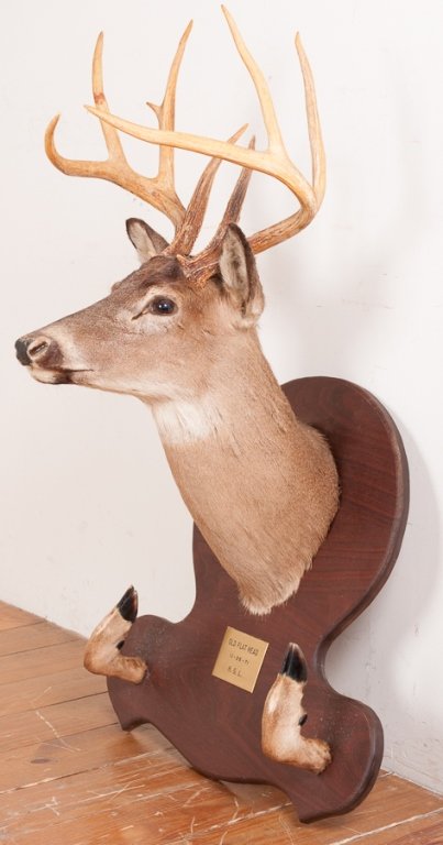 Taxidermy 9 Point Buck Head and Hooves Gun Rack: Mounted on a wooden plaque; hooves function as a gun rack; measures approximately 40" tall, 25-3/4 " wide, and 21" deep. Placard to center of plaque reads "Old Flat Head, 11-26-71, H.G.L.". In Good co