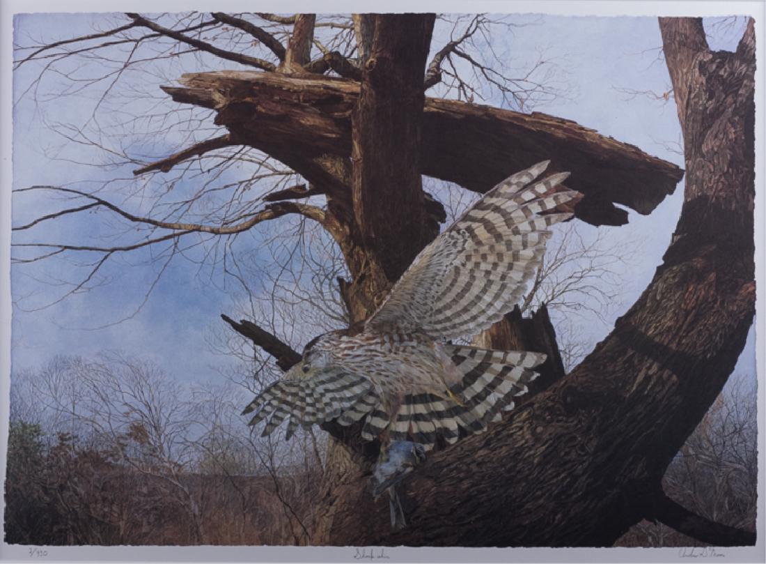 Andrew Gordon Moore Lithograph, #2/950: Andrew Gordon Moore (American) single matted & framed under glass lithograph in gold tone frame. Signed "Andrew G. Moore" in pencil to lower right, titled in pencil to lower center "Sharp-Shin" ( sign