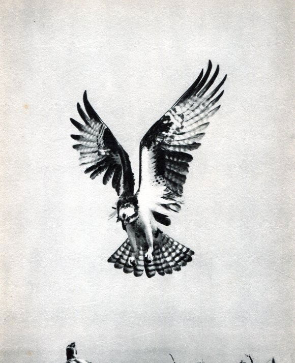 Eliot Porter - Osprey - PhotoGravure: 1946 Sheet-fed PhotoGravure printed by Holmes Press (U.S. printers) - Image size approx. 6"x7"