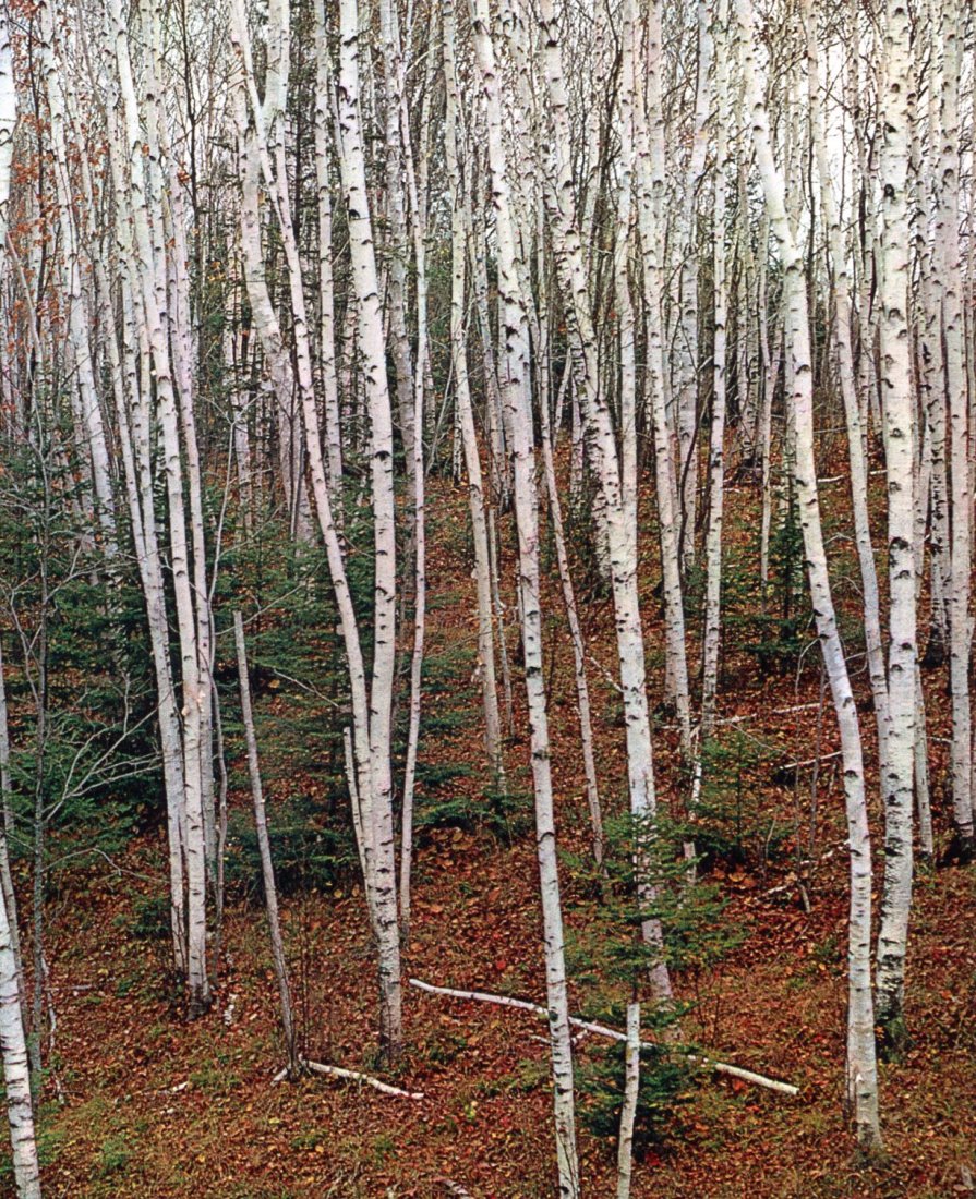 Bernard Plossu - Birch Trees - Gravure: 1972 Sheet-fed Gravure printed by C.J. Bucher (swiss printers) - Image size approx. 7 x9