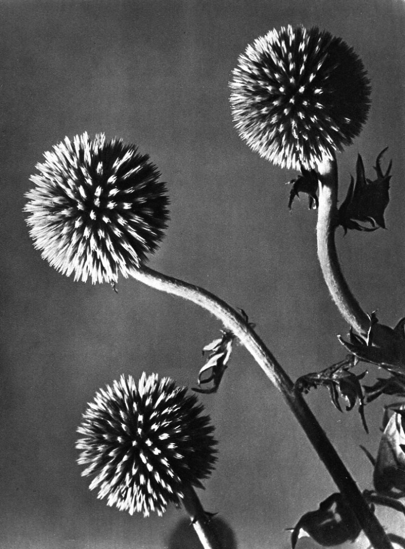 Man Ray - Flowers: 1934 Sheet-fed Gravure printed by Neogravure Company, France - Image size (inches) approx. 8.5 x 11