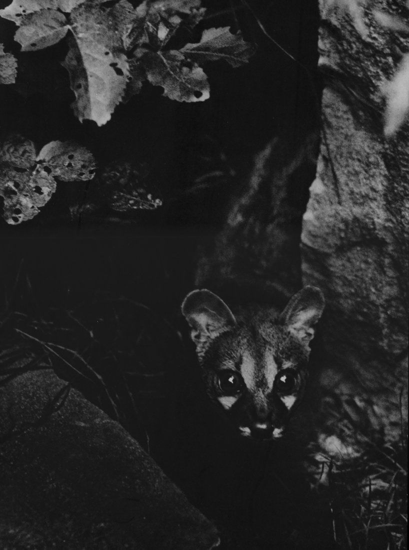 Brassai - The Fox - Vintage Gravure: 1935 Vintage Sheet-Fed Photogravure by Draeger Freres - Verve - Image size (inches) approx. 10 x13