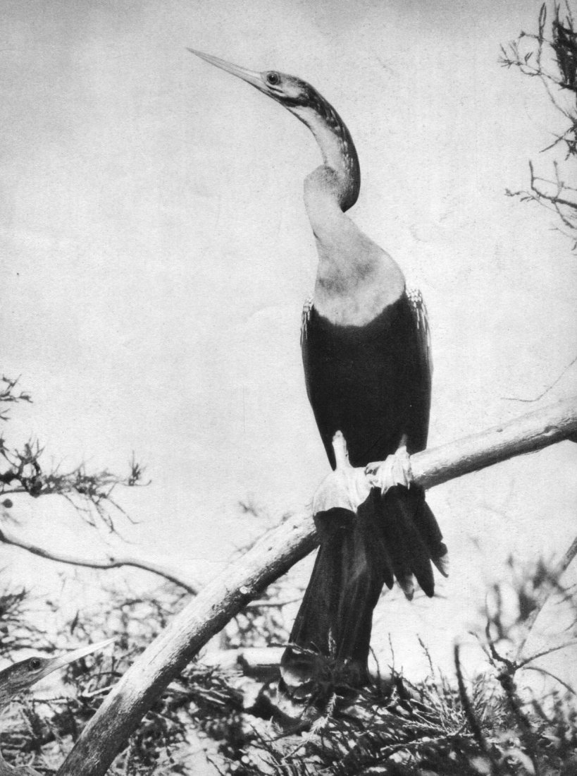 H. H. Costain - The Anhinga - Vintage Gravure: Vintage Sheet-Fed Gravure by Beck Engraving Company - 1936 Annual - Image size (inches) approx. 8 x11