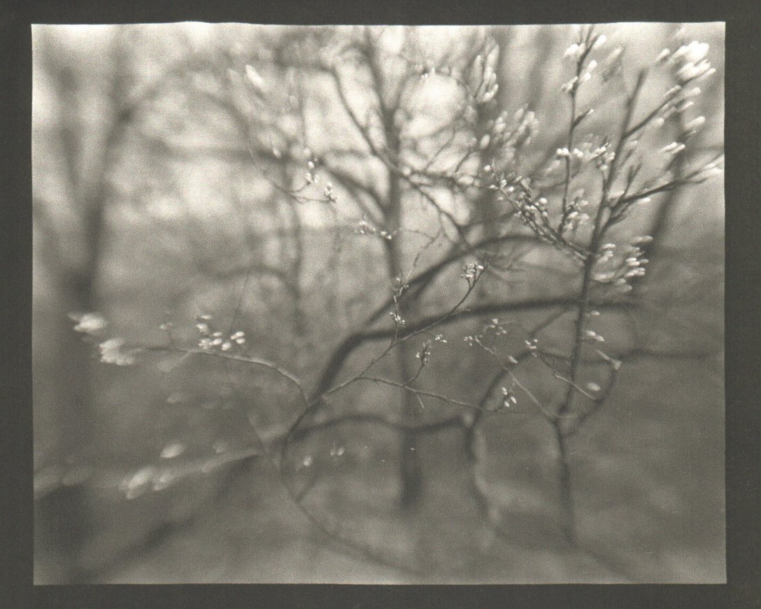 Sudek, Josef - Coming of Spring: 1976 Roto-Sadag, SA (printer) in Geneva, Switzerland - Sheet-fed Copperplate Gravure - Image Size approx. 9 x 7"