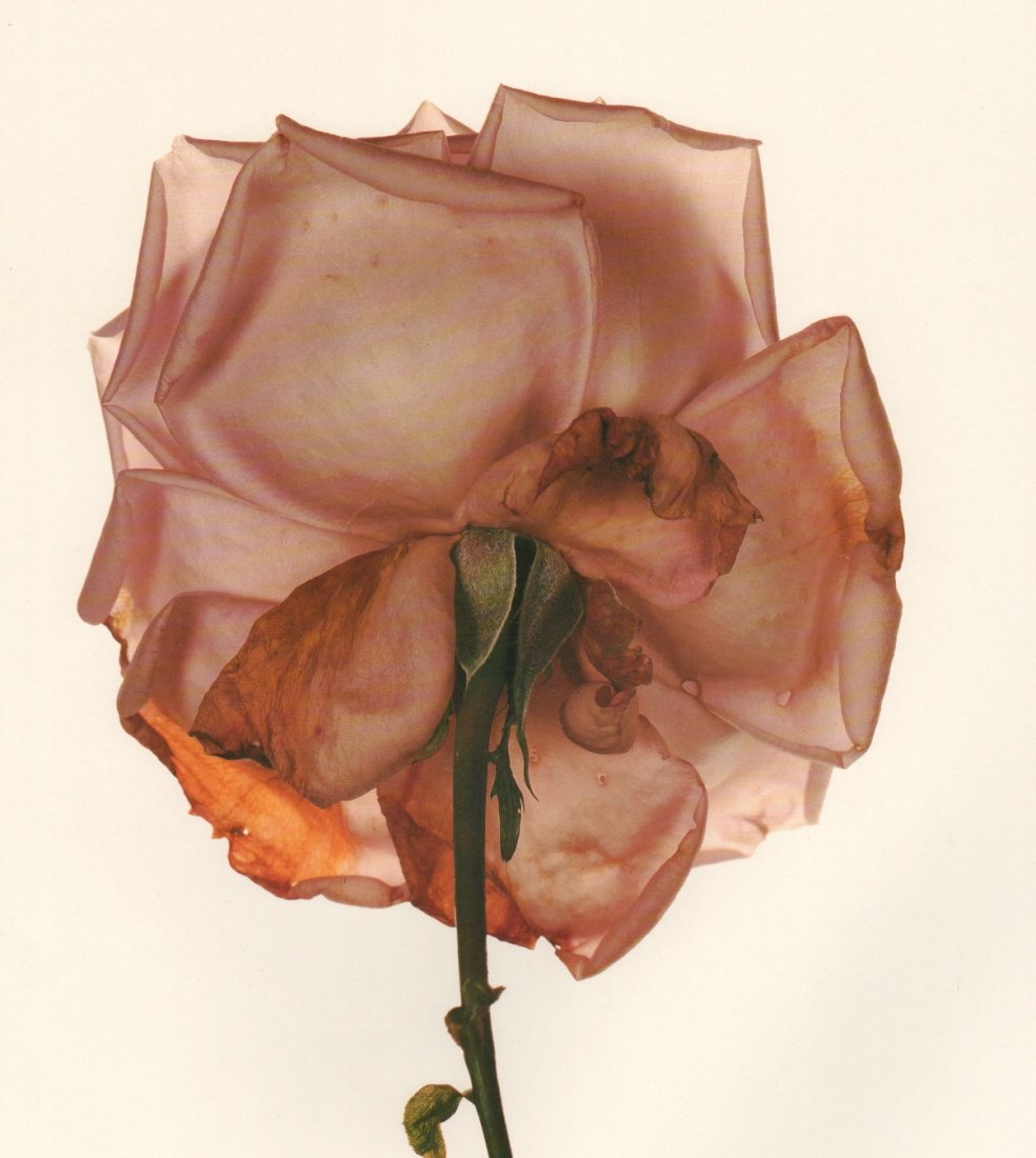 Penn, Irving - Blue Moon Rose: Photolithograph, printed in the USA 1991 - Image Size 8" x 8"