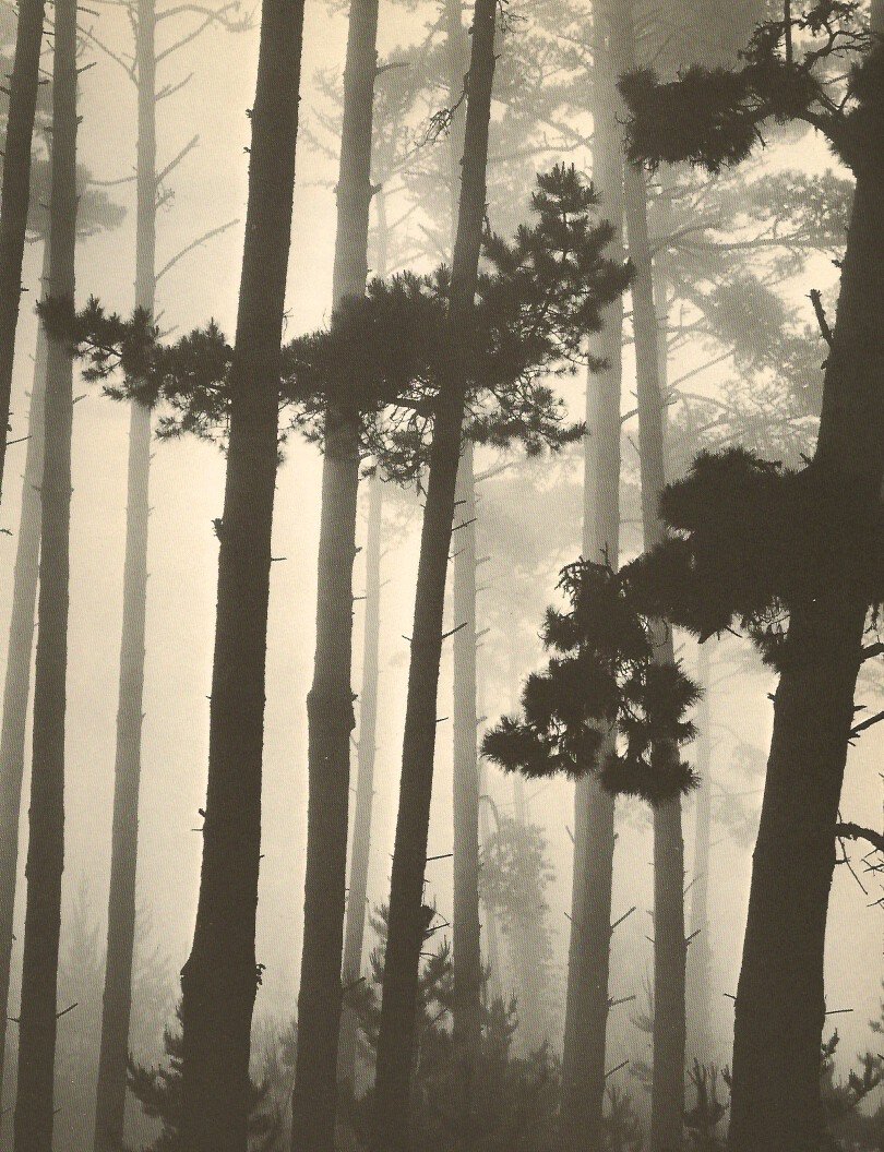 Weston, Brett - Monterey Pines: Duotone printed on uncoated paper, printed in USA 1964 - Image Size 8" x 10.5"