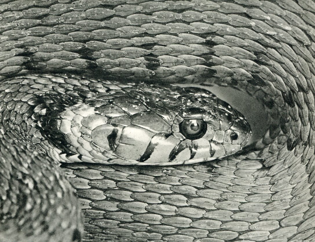 Kuhn, Fritz - Snake: Photo Gravure, printed in Germany 1952 - Image Size 7.5" x 5"