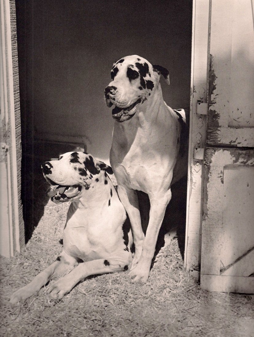 Weber, Bruce - Siegfried & Roy's Great Danes: 1988 Sheet-fed Gravure printed by H Fournier, S.A. - Vitoria (Spanish printers) - Beautifully printed - Image size approx. 9"x12"
