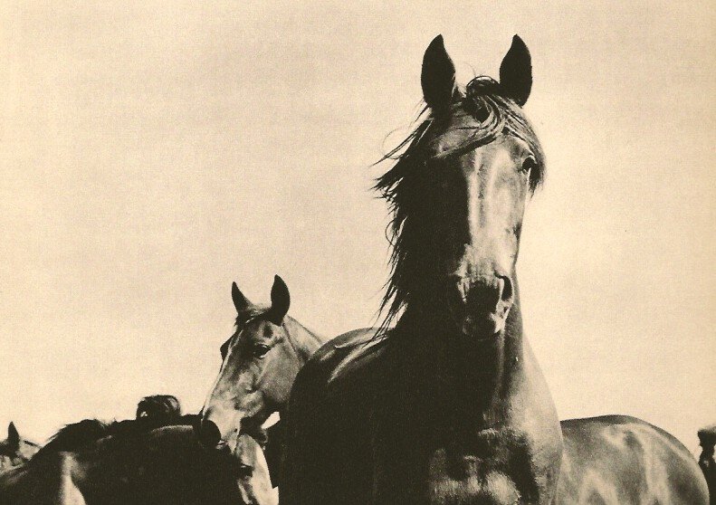 Burri, Rene - Horse: 1960 Sheet fed Copper plate gravure printer in Japan image size 8 x 5.5 inches
