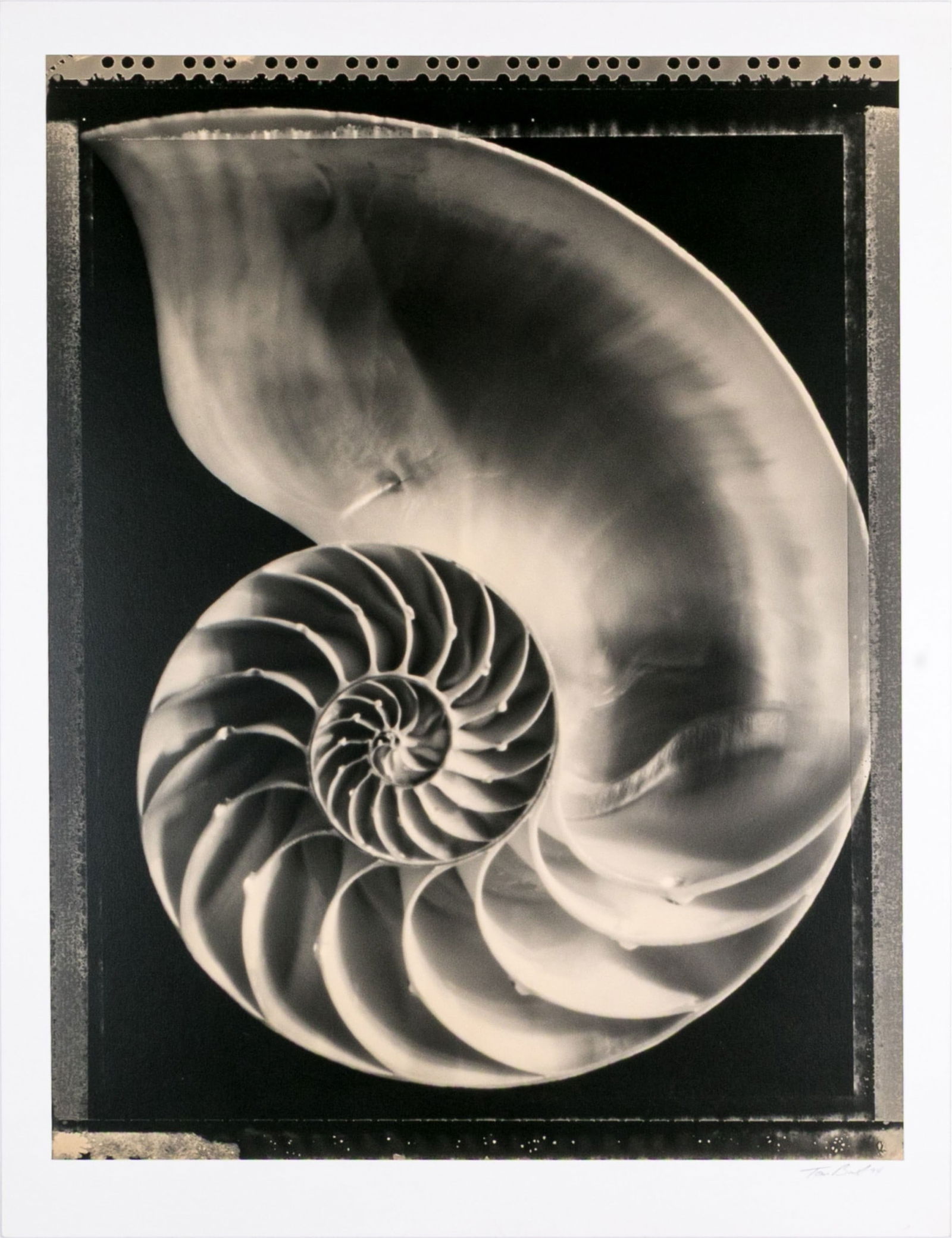 Tom Baril (American, B. 1952) "Nautilus" Signed Gelatin Silver Print: Tom Baril (American, B. 1952) "Nautilus" Gelatin silver print depicting an impressive shell with a spiraling, ridged design against a black ground. Signed and dated '94 lower right and stamped with th