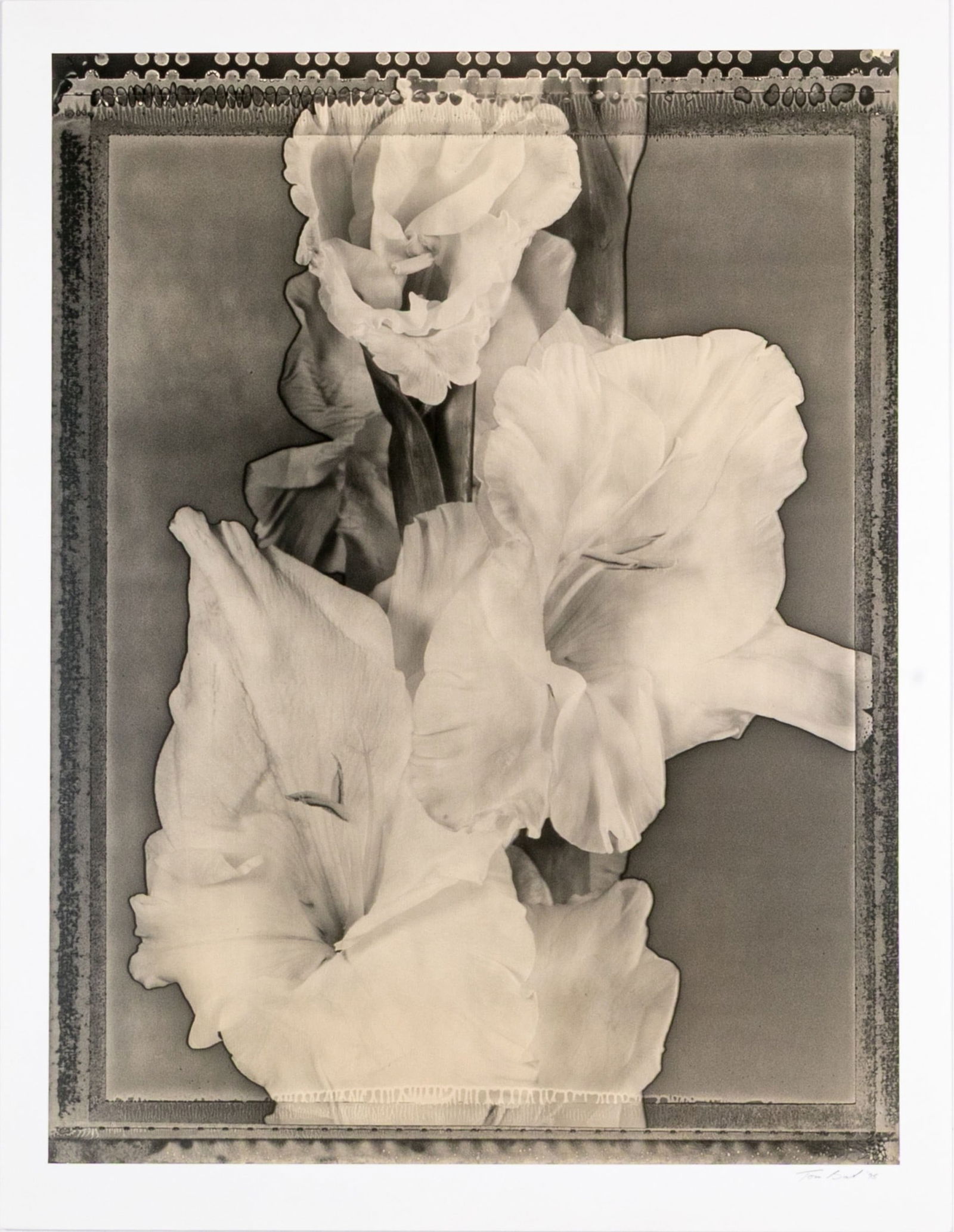 Tom Baril (American, B. 1952) "Gladiola" Signed Gelatin Silver Print: Tom Baril (American, B. 1952) "Gladiola" photographic print depicting a stem of white flowers against a dark ground. Signed lower right and stamped denoting the edition of 2/25, dated 1995. Unframed.