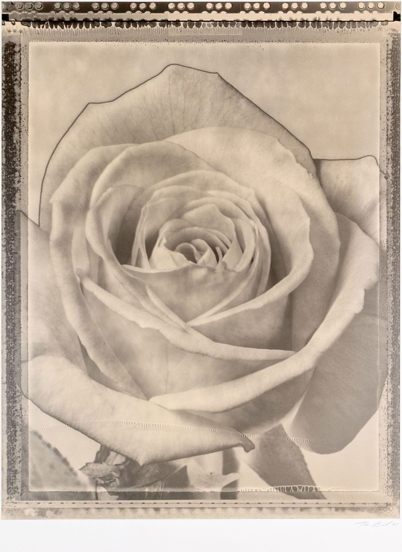 Tom Baril (American, B. 1952) "Rose" Signed Gelatin Silver Print: Tom Baril (American, b. 1952) "Rose" Gelatin silver print depicting a close up view of the layered petals of a rose. Signed lower right and stamped denoting the edition of 3/25, dated 1995. Unframed.