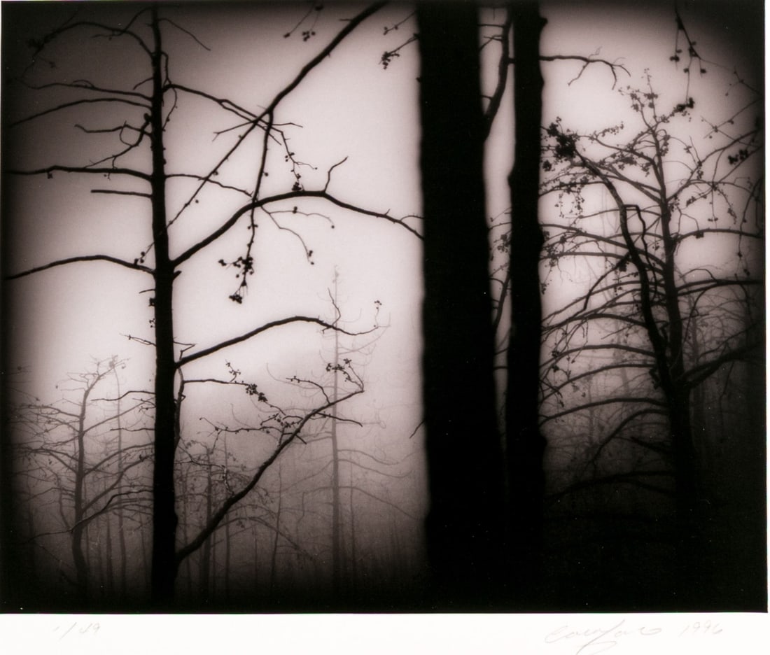 Ray Carofano (American [CA], B. 1942) "Blackened Trees" Signed Gelatin Silver Print: Ray Carofano (American [CA], B. 1942) "Blackened Trees" gelatin silver print mounted to board depicting an atmospheric monochromatic view of trees with bare branches sparsely holding onto foliage, fad