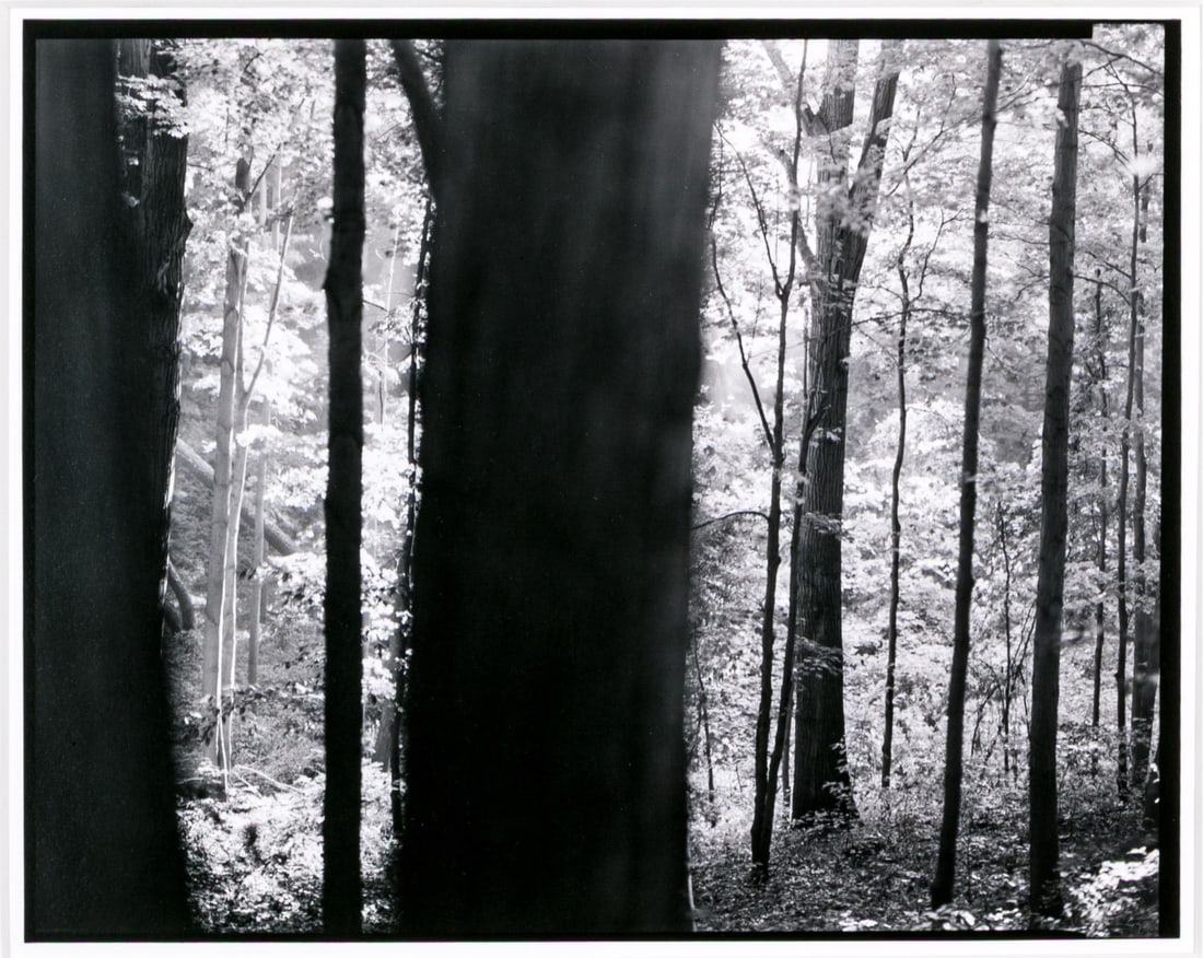 Barbara Crane (American, 1928-2019) Coloma To Covert Series Ltd. Ed. Gelatin Silver Print: Barbara Crane (American, 1928-2019) gelatin silver print from the Coloma to Covert Series depicting a forest with dark tree trunks and light foliage with keen attention for contrast drawing the eye th
