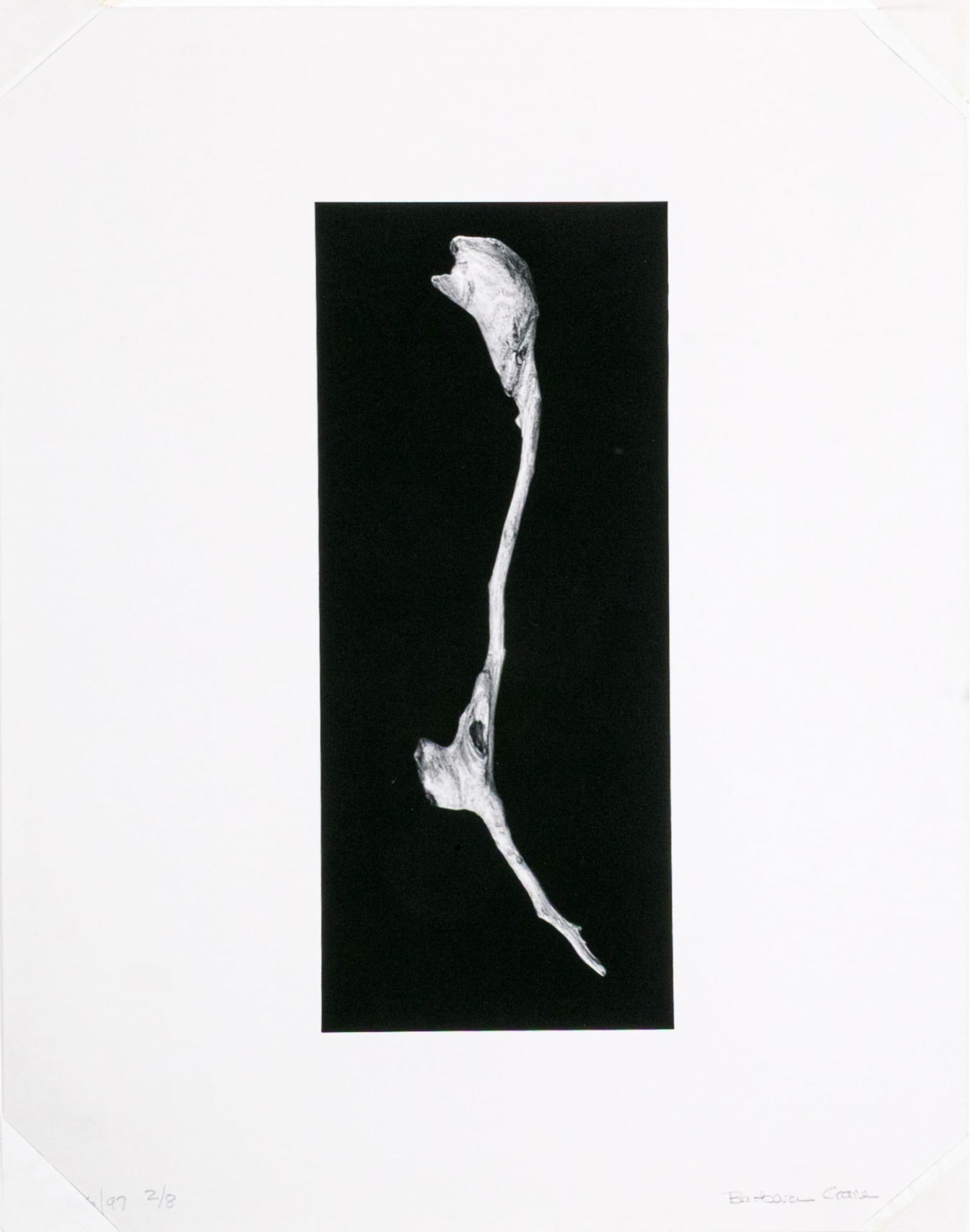 Barbara Crane (American, 1928-2019) Coloma To Covert: Sticks Series Ltd. Ed. Gelatin Silver Print: Barbara Crane (American, 1928-2019) gelatin silver print from the Coloma to Covert: Sticks, 1997 Series depicting an eye-catching gnarled stick against a black ground. Handwritten labels on the verso