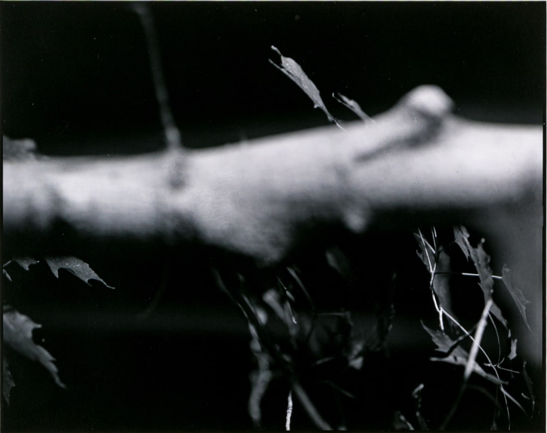Barbara Crane (American, 1928-2019) Coloma To Covert S.E. 1991 Ltd. Ed. Gelatin Silver Print: Barbara Crane (American, 1928-2019) gelatin silver print from the Coloma to Covert Series depicting a blurry light branch in the foreground and leafy foliage in the mid-ground against a black backgrou