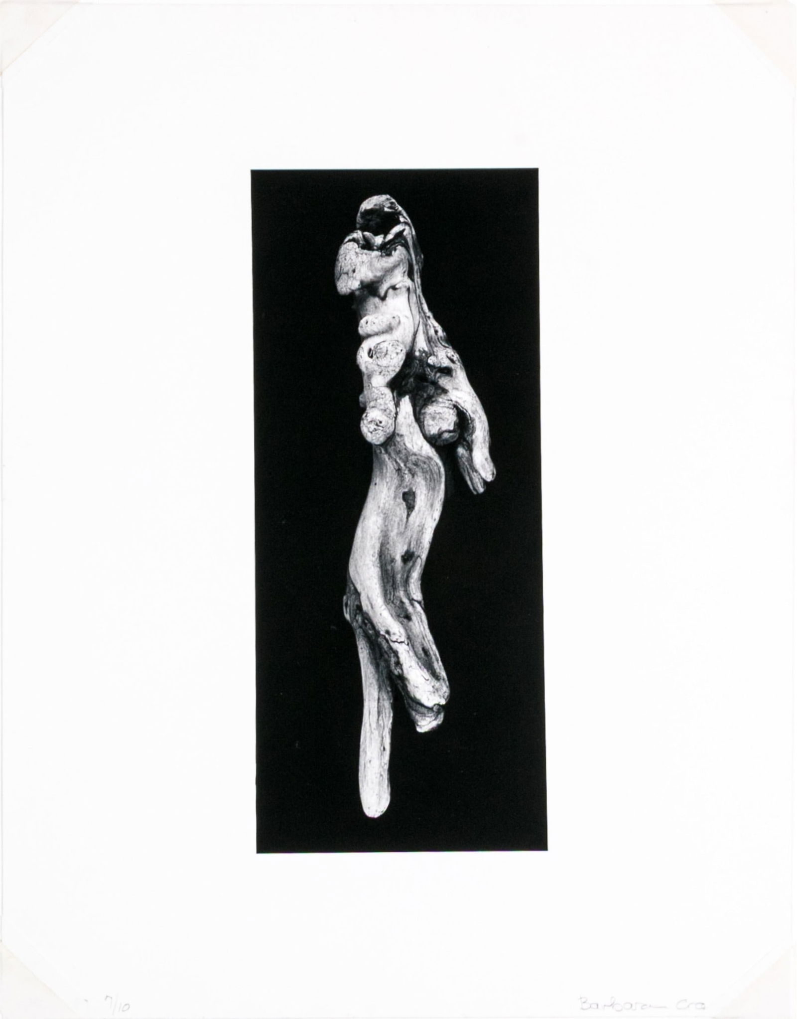 Barbara Crane (American, 1928-2019) Coloma To Covert: Sticks Series Ltd. Ed. Gelatin Silver Print: Barbara Crane (American, 1928-2019) gelatin silver print from the Coloma To Covert: Sticks Series depicting a figural gnarled branch with great detail and high contrast against a black ground. Handwri