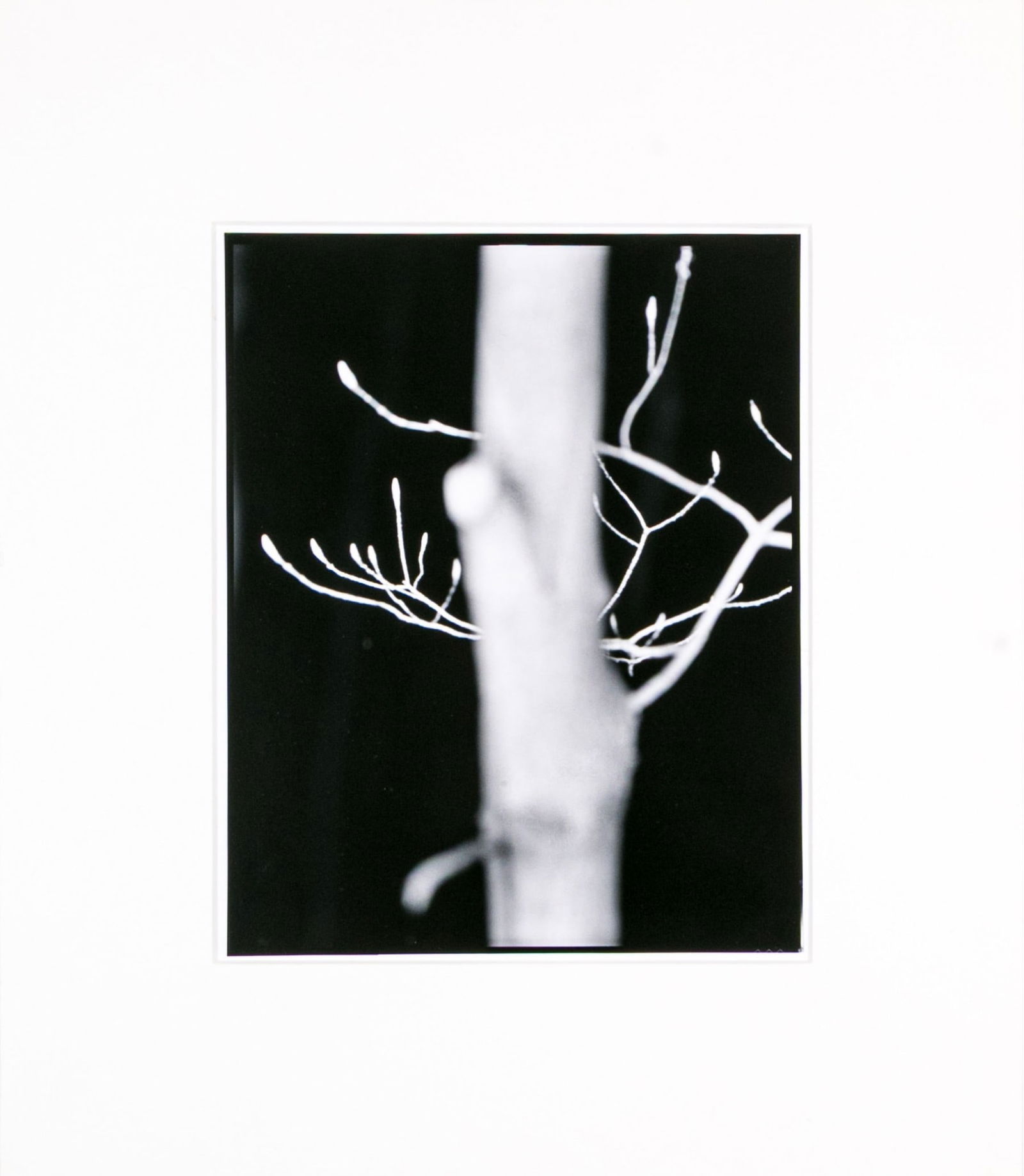 Barbara Crane (American, 1928-2019) Coloma To Covert Series Ltd. Ed. Gelatin Silver Print: Barbara Crane (American, 1928-2019) gelatin silver print from the Coloma to Covert Series depicting a blurry white tree branch and spindly branches behind against a black background. With a handwritte