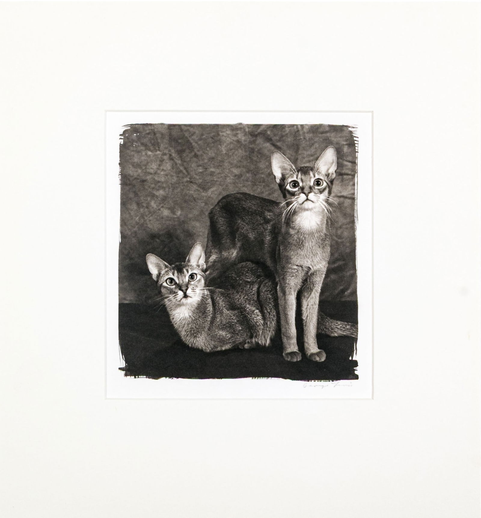 George Lewis (American [CA], 20th C.) "Storm And Cisco" Signed Platinum Palladium Photographic Print: George Lewis (American [CA], 20th C.) "Storm and Cisco" platinum palladium photographic print depicting two adorable cats with attentive expressions, one sitting and the other standing. Signed, number