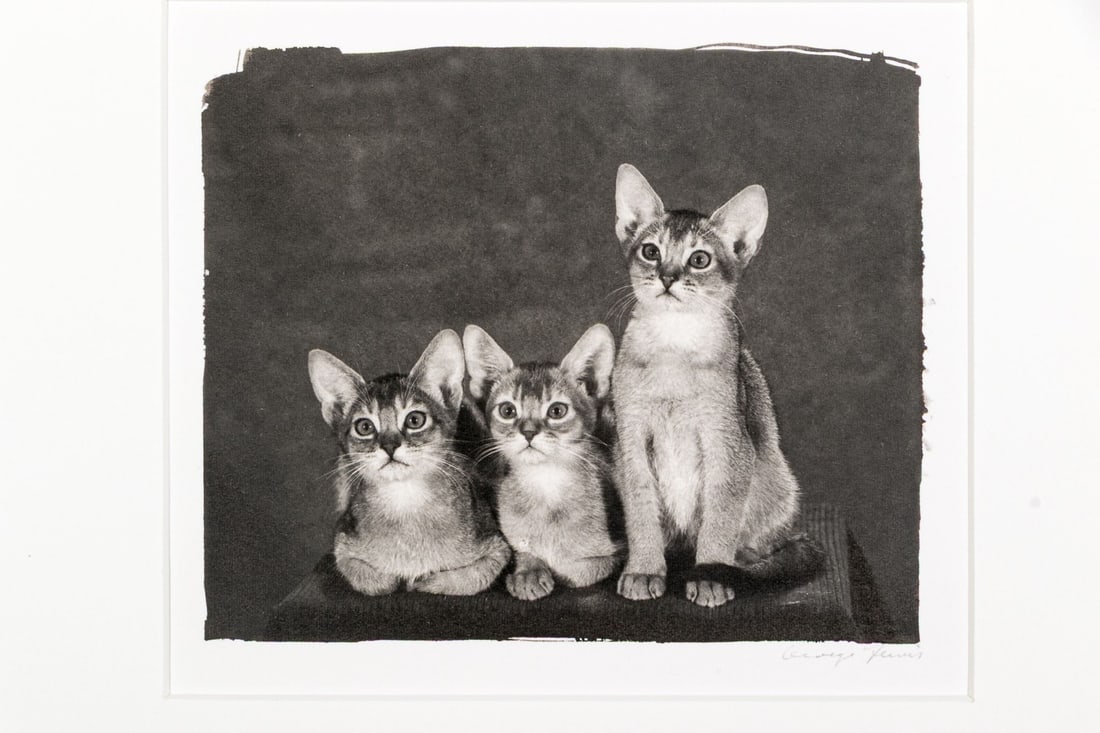 George Lewis (American [CA], 20th C.) "Kittens" Signed Platinum Palladium Photographic Print: George Lewis (American [CA], 20th C.) "Kittens" platinum palladium photographic print depicting three adorable kittens with attentive expressions, sitting side by side. Signed, numbered #2, labeled wi