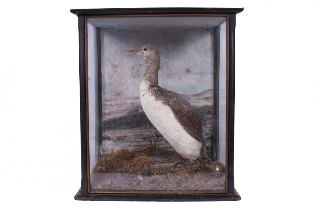 Antique Taxidermy Duck With Golden Egg Diorama: A diorama taxidermy duck with golden egg (with chicken image). Case measures 17 1/2" long x 10 1/2" deep x 20" high.