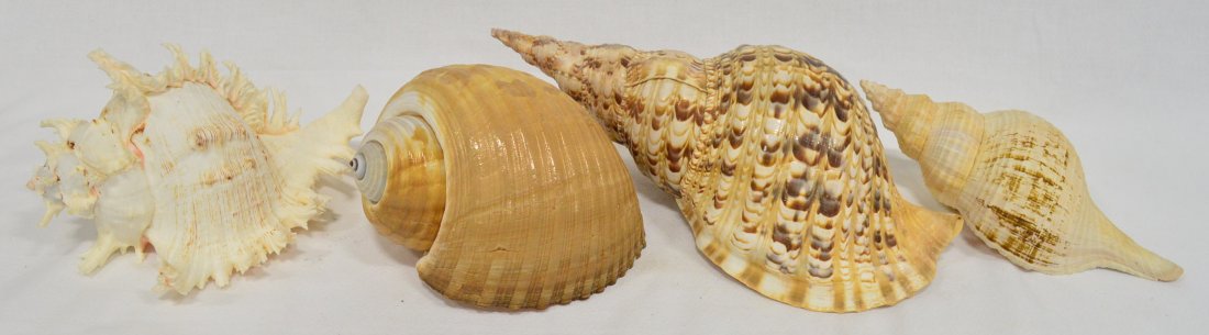 Collection of Extra Large Exotic Seashells: 4 Very Large Seashells, No damage, Largest 14"L