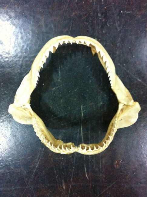 Toothed Shark Jaw: Appears to be bull shark or Mako shark, m. 8in L, 6.5in H