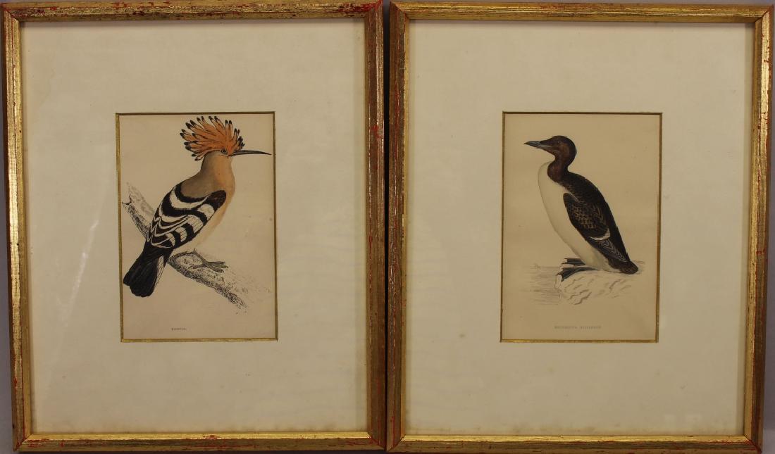 19th C. Prints, Hoopoe & Brunnich's Guillemot (1 of 4)