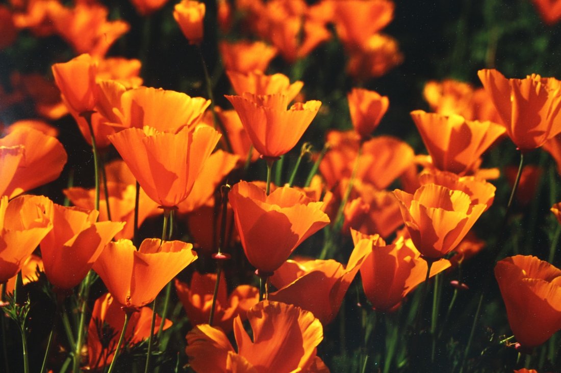 (7) Kenneth Rosenthal Nature Photographs (1 of 8)