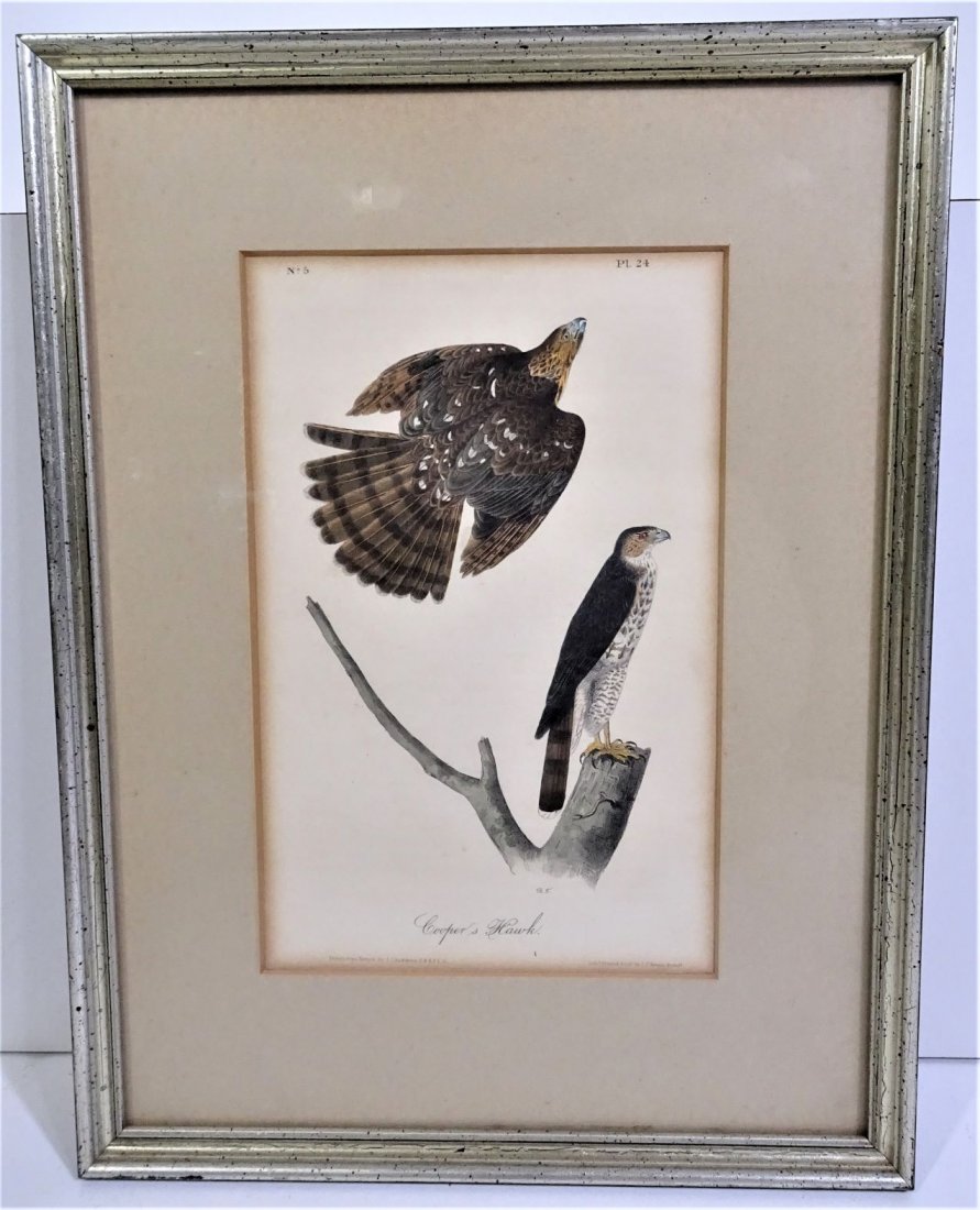 Audubon (1785-1851) Colored Litho Cooper's Hawk: John James Audubon was an ornithologist, a naturalist, and one of the world's greatest painters of birds and wild animals. He was born in Santo Domingo, raised in France. and fled to America in 1803 b