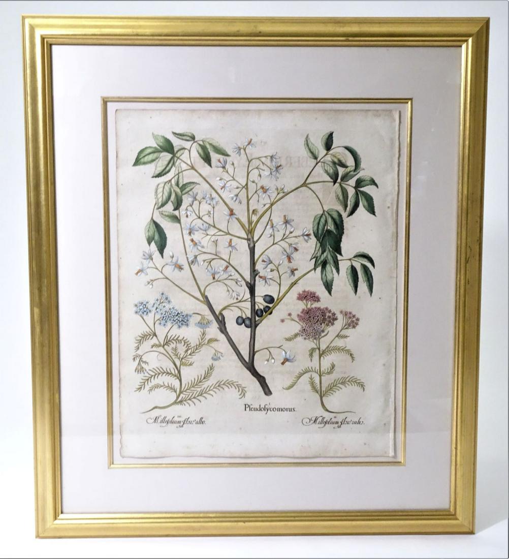 Besler (1561-1629) Botanical Portfolio Page 1600: This is a portfolio page from Hortus Eystettensis, a botanical book produced by Basilius Besler in the 1600Â’s. Besler was an apothecary and botanist and is best known for compiling this book, whic