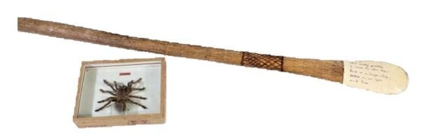 African Cooking Spoon and Boxed Tarantula 1900's: The cooking spoon came from the Central African Republic and was an everyday household object used by villagers. It has a cross-hatch design on the handle and a note which reads "This wooden paddle is