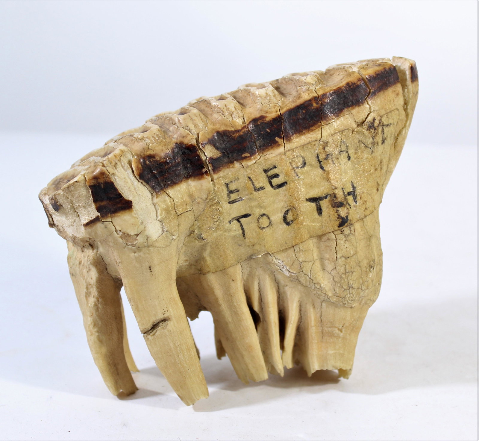 African Elephant's Tooth from 1900's: This is an elephant molar that came from the Central African Republic. The massive tooth had long roots which sat down in the jawbone and could last for about 60 years before the tooth started to brea