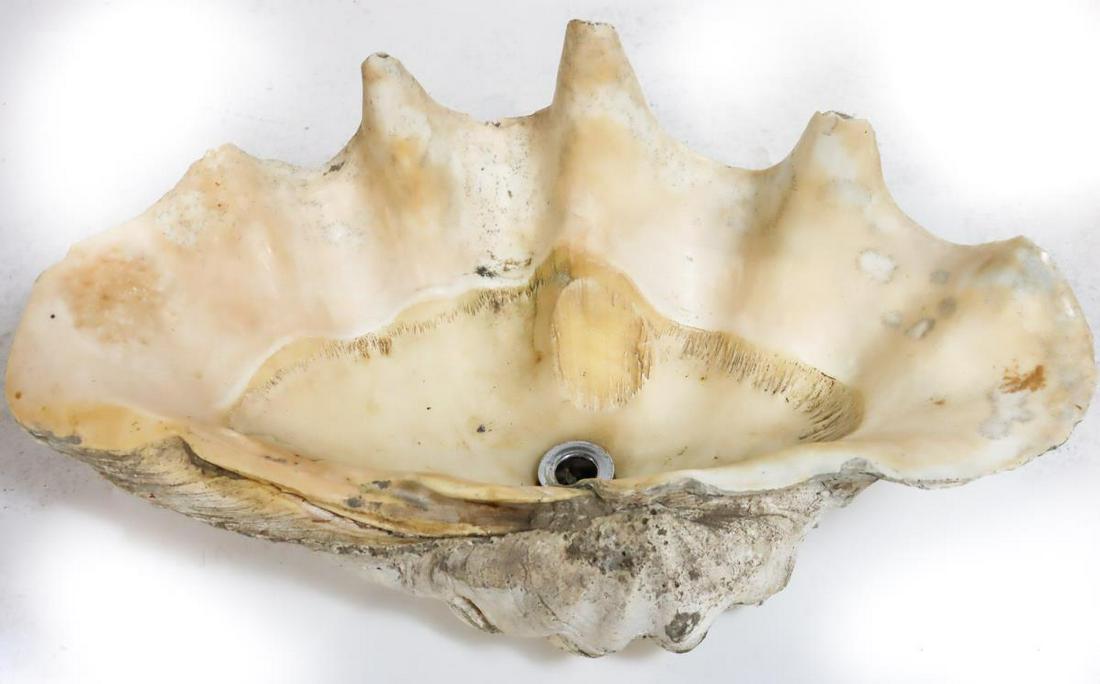 Giant Clam Shell (1 of 8)